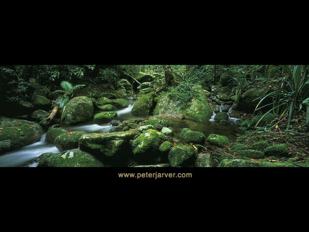 rainforest wallpaper figure